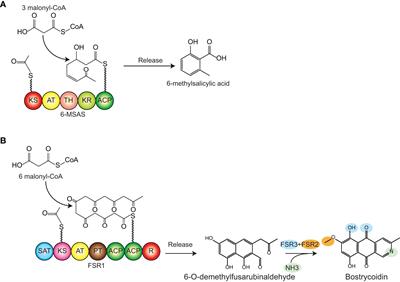 First-class – biosynthesis of 6-MSA and bostrycoidin type I polyketides in Yarrowia lipolytica